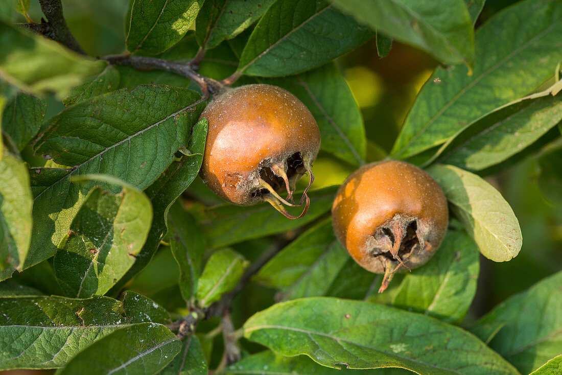 Medlars on the tree