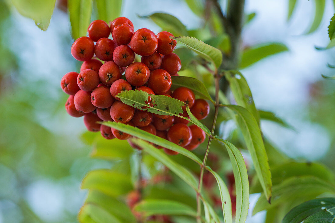 Mountain ashberries on a tree