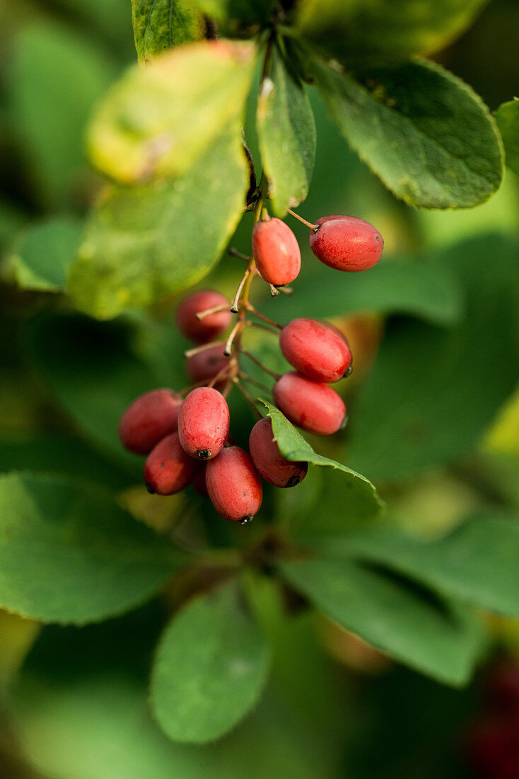 Korean barberries on a tree