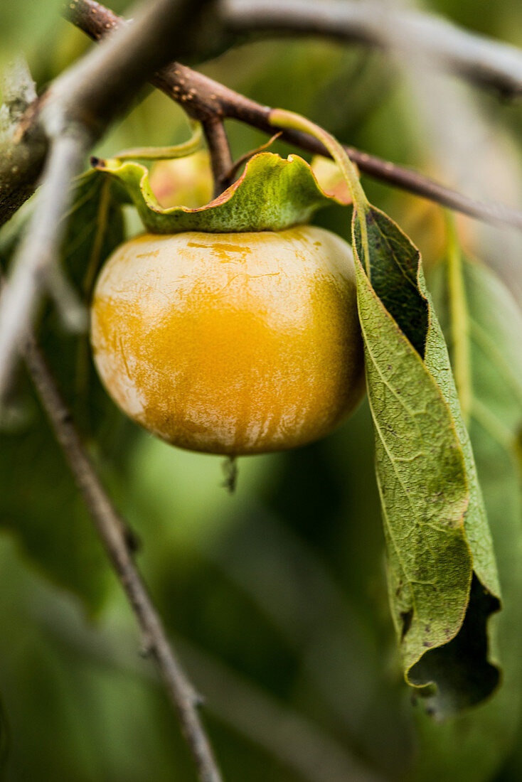 Kaki am Baum