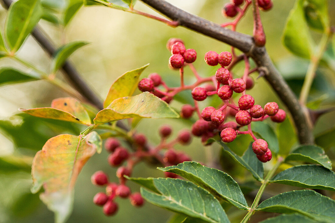 Szechuan pepper, ripe berries on the plant