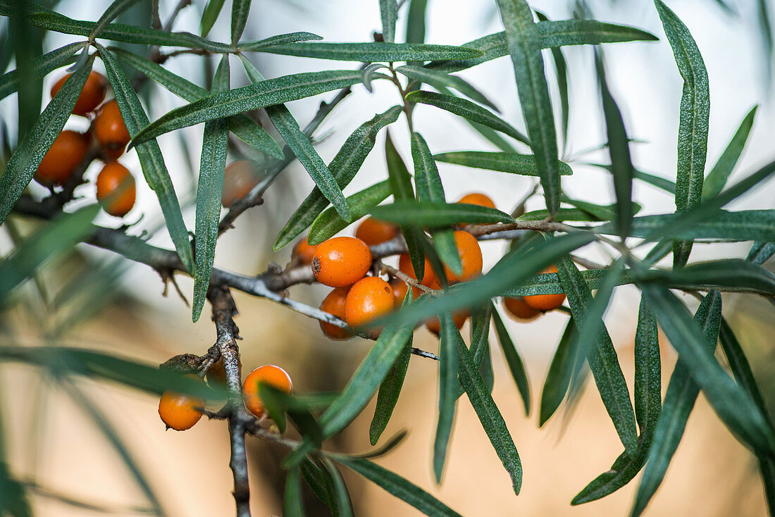 Sea buckthorn on the bush