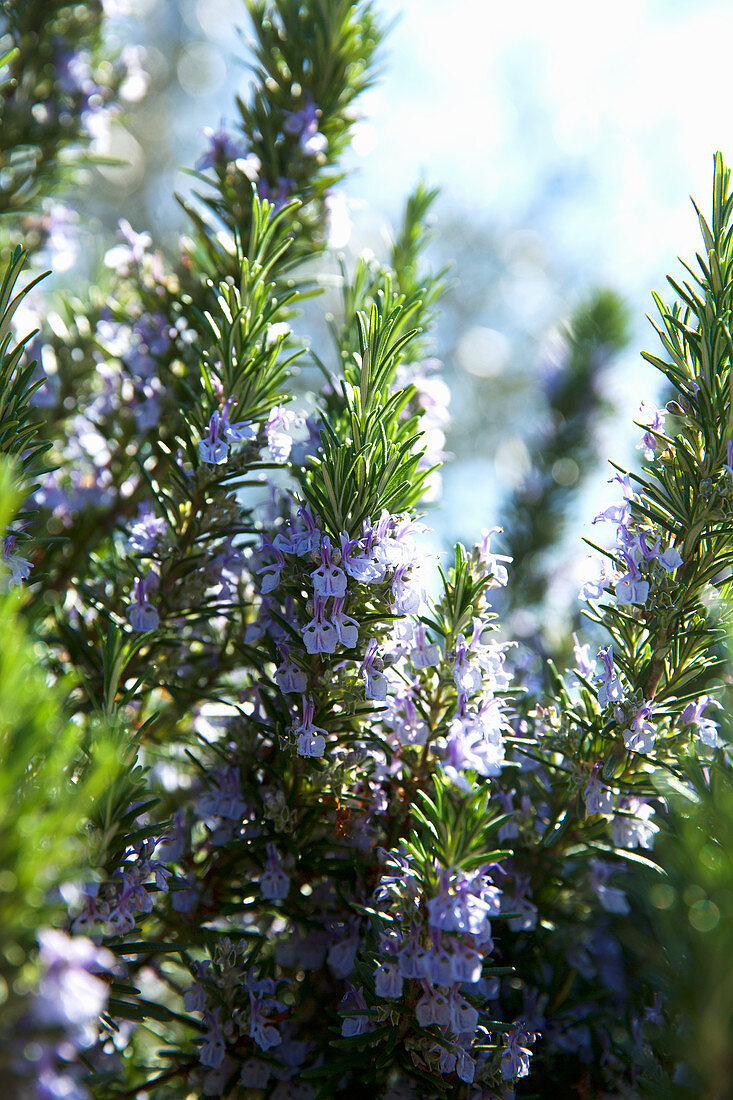 Rosemary with blossoms