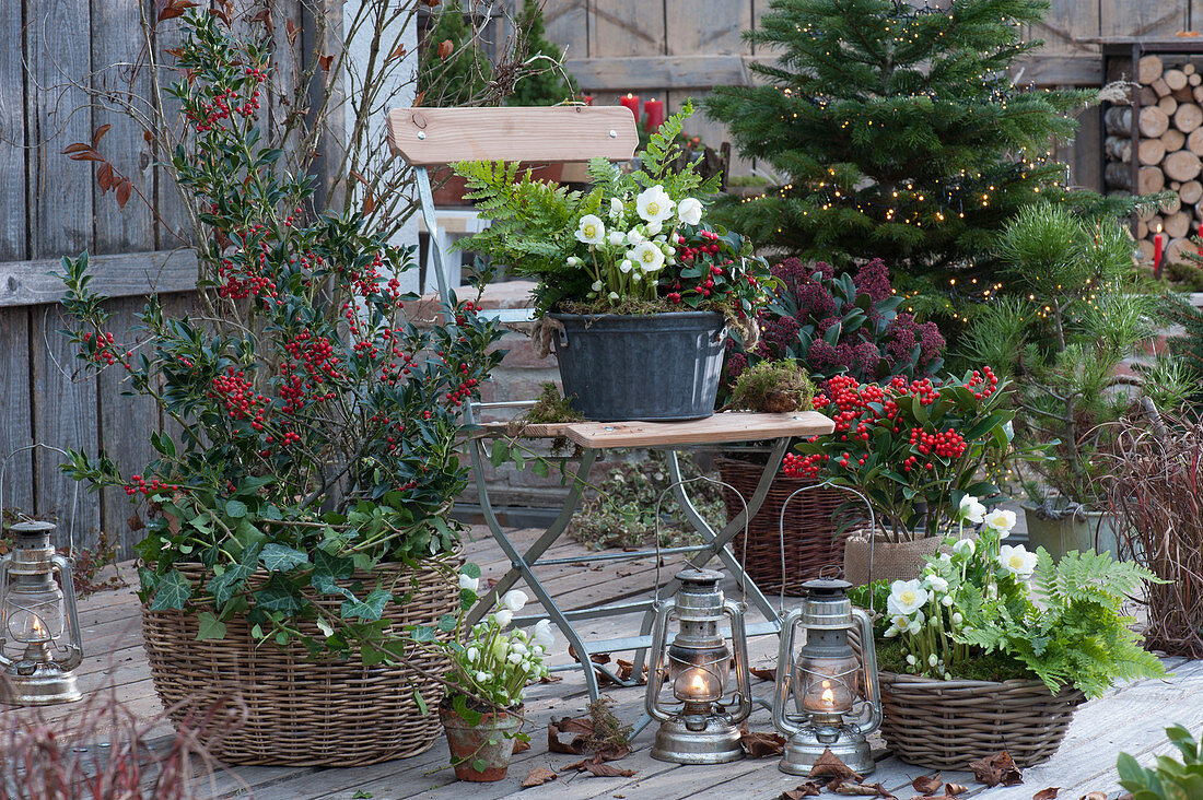Terrace arrangement with holly, skimmia, Christmas roses, snowberries, fern, pine, and Nordmann fir, storm lanterns