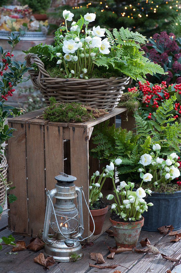 Basket and pots with Christmas roses and ferns