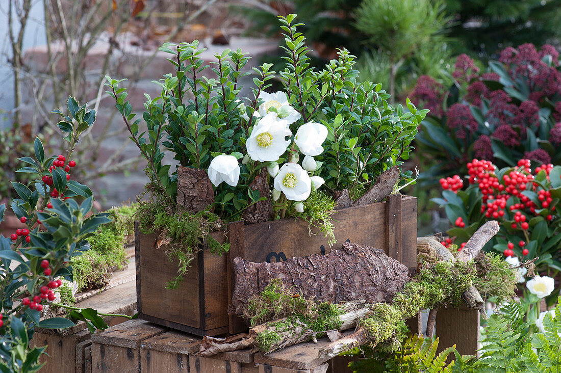 Japanese pod and Christmas rose in a wooden box, bark, twigs, and moss