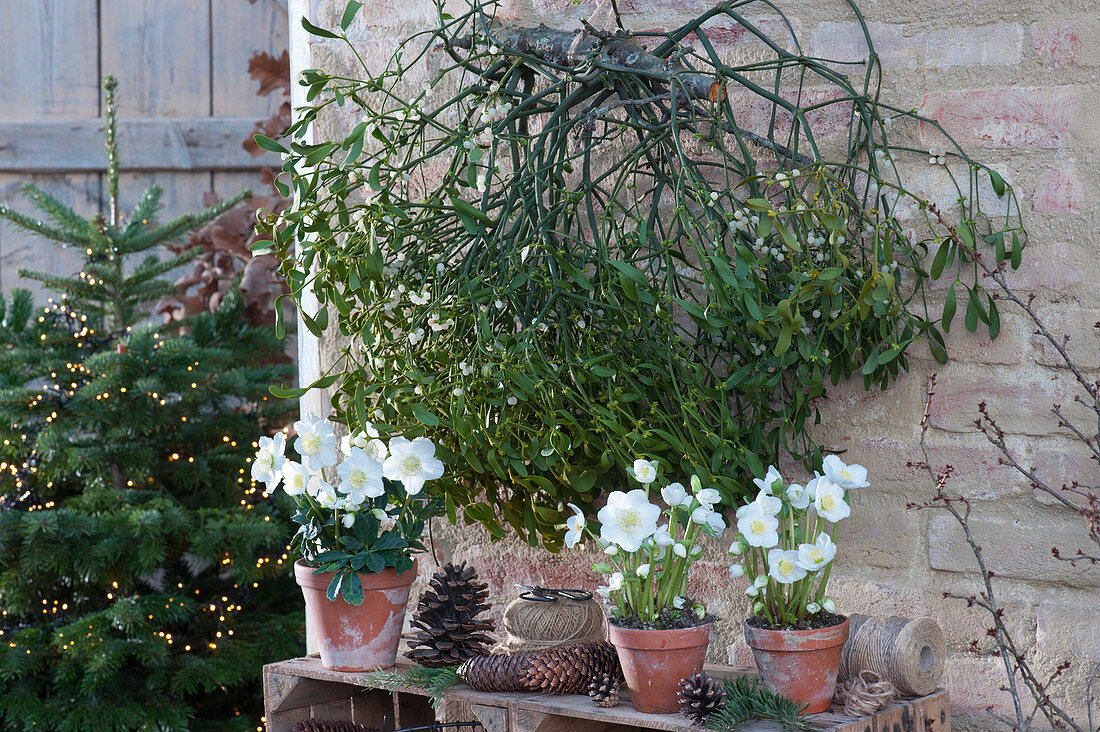 Christmas roses and mistletoe with pinecones, in the background a Nordmann fir with fairy lights as a Christmas tree