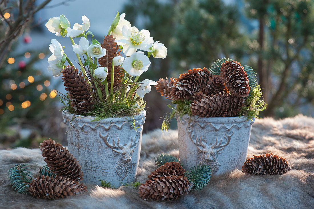 Blooming Christmas rose and spruce cones in pots with deer decoration