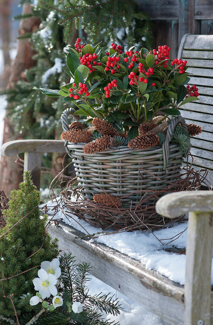 Christmas arrangement with skimmia 'Temptation' in a basket, cones, and a wreath of twigs in the snow on a wooden bench