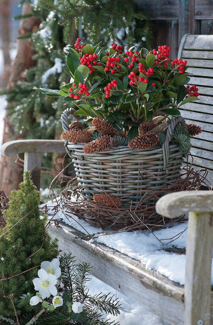 Weihnachtliches Arrangement mit Skimmie 'Temptation' im Korb, Zapfen und Kranz aus Zweigen im Schnee auf Holzbank