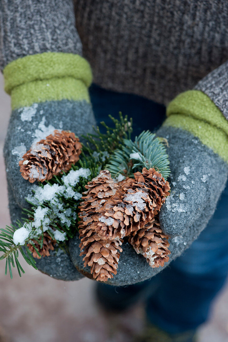 Gloved hands holding cones and fir branches with snow