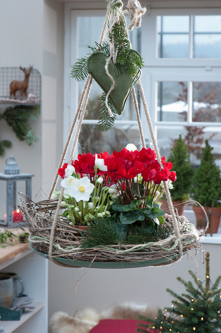 Hanging Christmas decoration with cyclamen, Christmas rose, fir branches, and metal heart in a wreath of branches