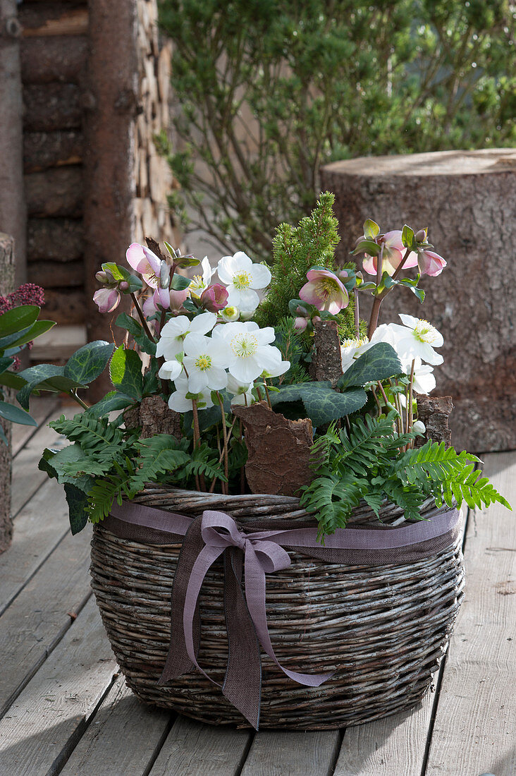 Winterly planted basket with Christmas roses, snow rose HCG 'Maestro', fern, and white spruce