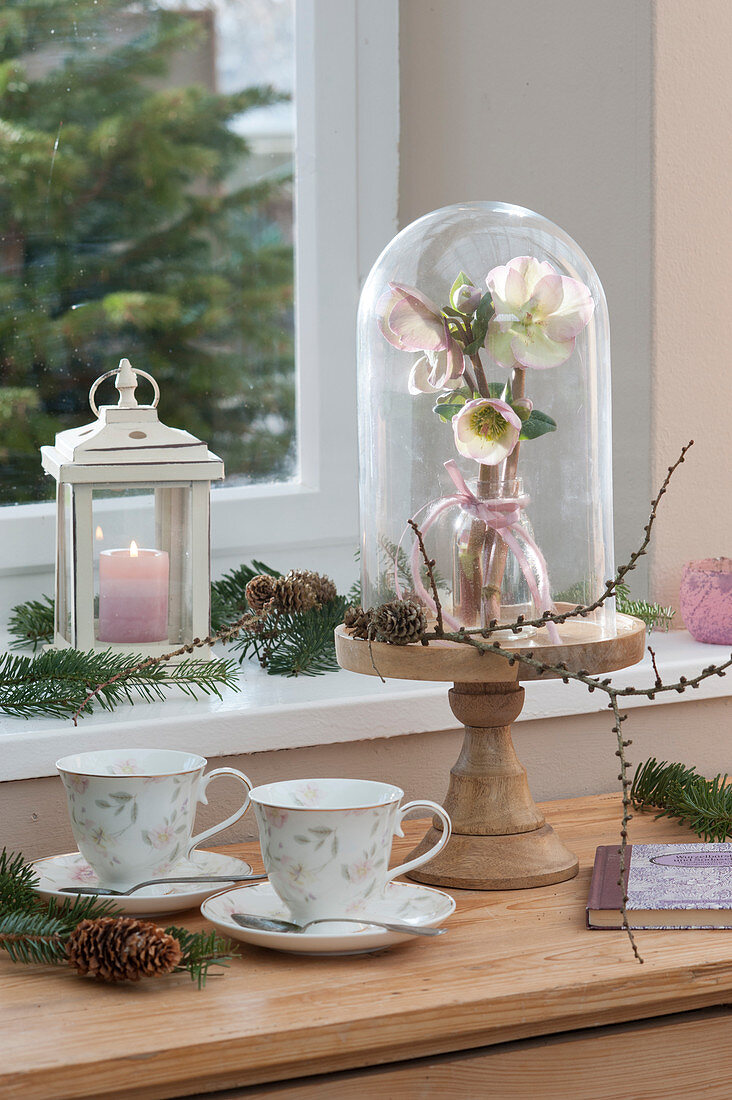 Small bouquet with snow roses HCG 'Maestro' under a glass bell jar, mugs, lantern, pine branches, and pinecones