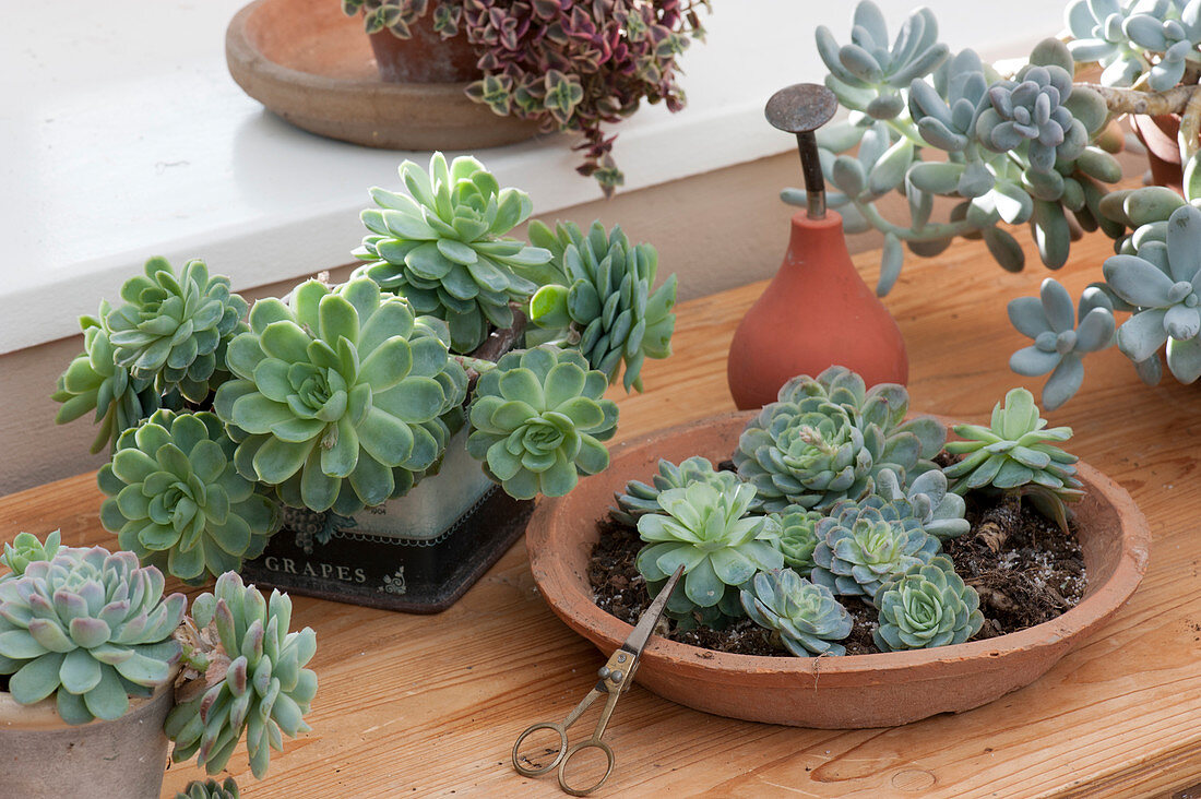 Planters with echeveria offshoots