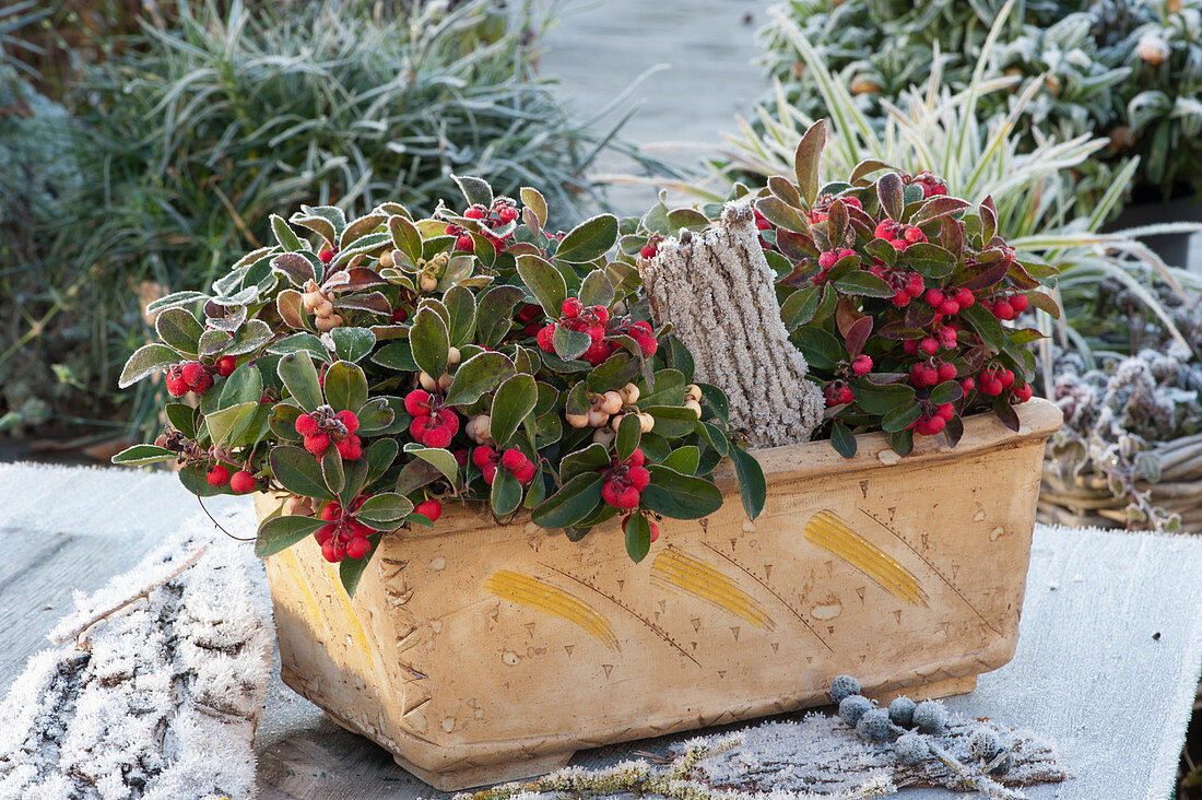 Two-tone Holly berries 'Panny Pu' and 'Winter Pearls' red, decorated with bark in a hand-made box