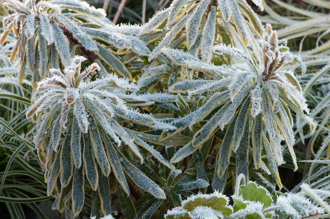 Spurge 'Ascot Rainbow' covered in hoarfrost