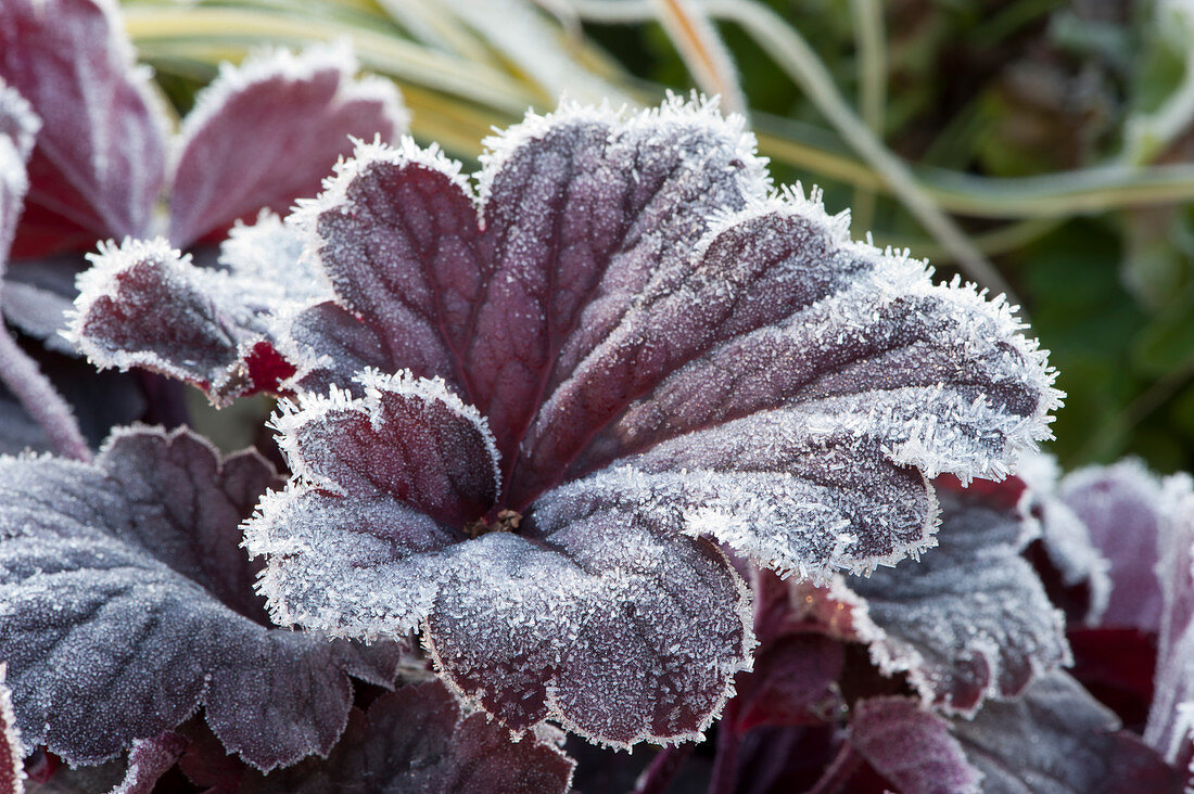 coral bells 'Royal Ruby' covered in hoarfrost