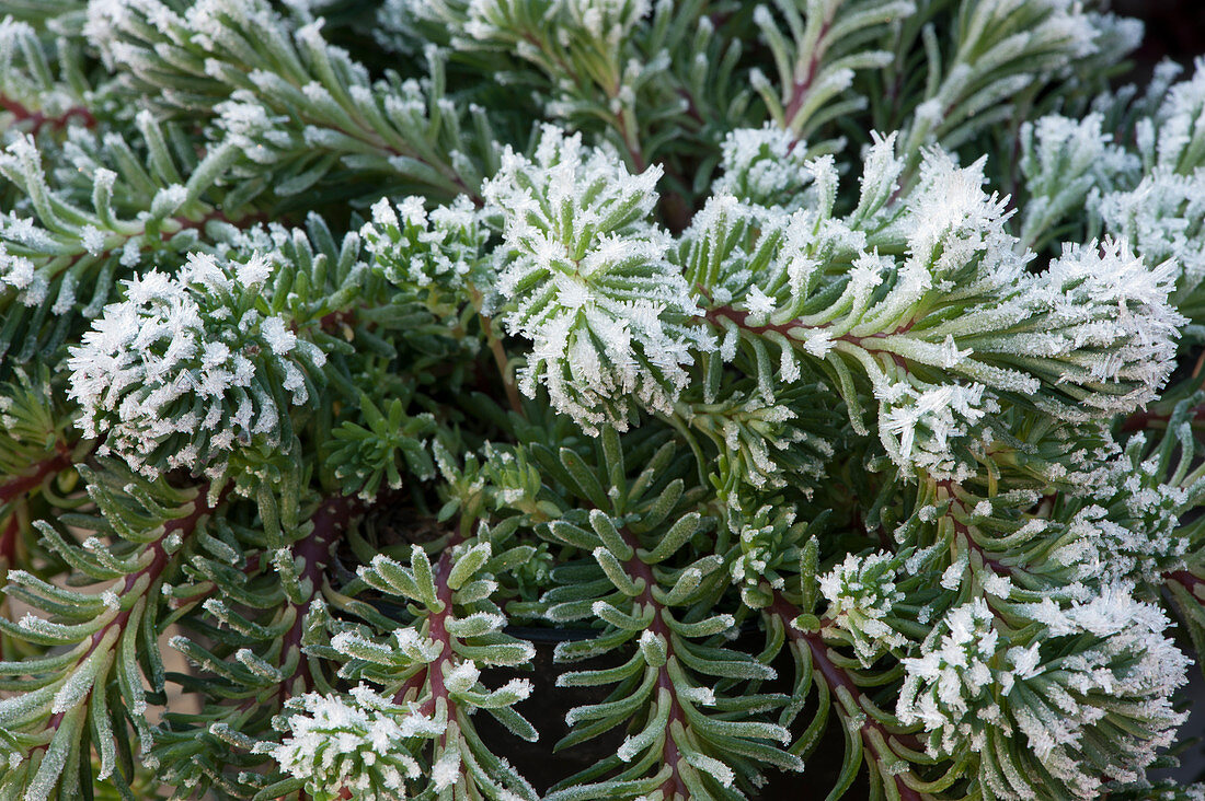 Korean fir covered with hoarfrost