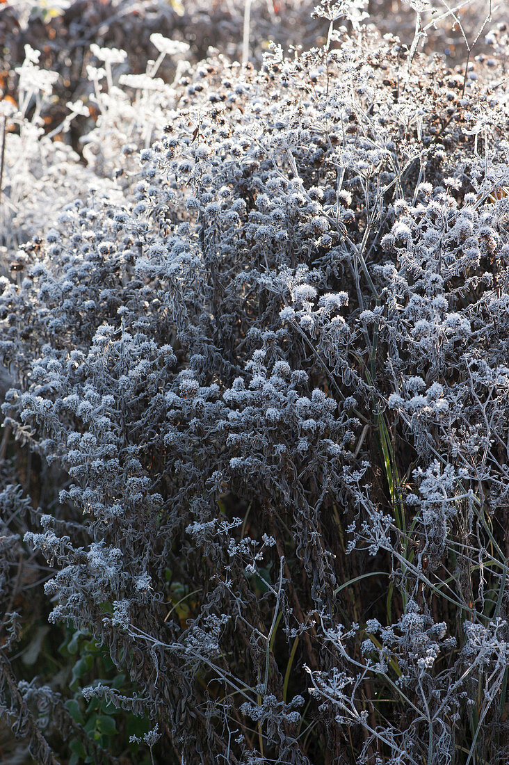 Faded autumn asters with hoarfrost