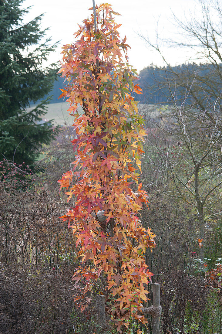 Columnar sweetgum 'Slender Silhouette' beginning to change color in autumn