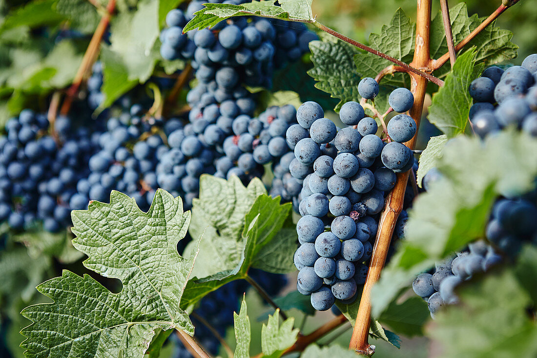 Rote Weintrauben am Rebstock