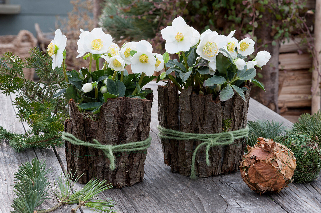 Christmas roses covered with bark, balls of autumn leaves and spruce branches