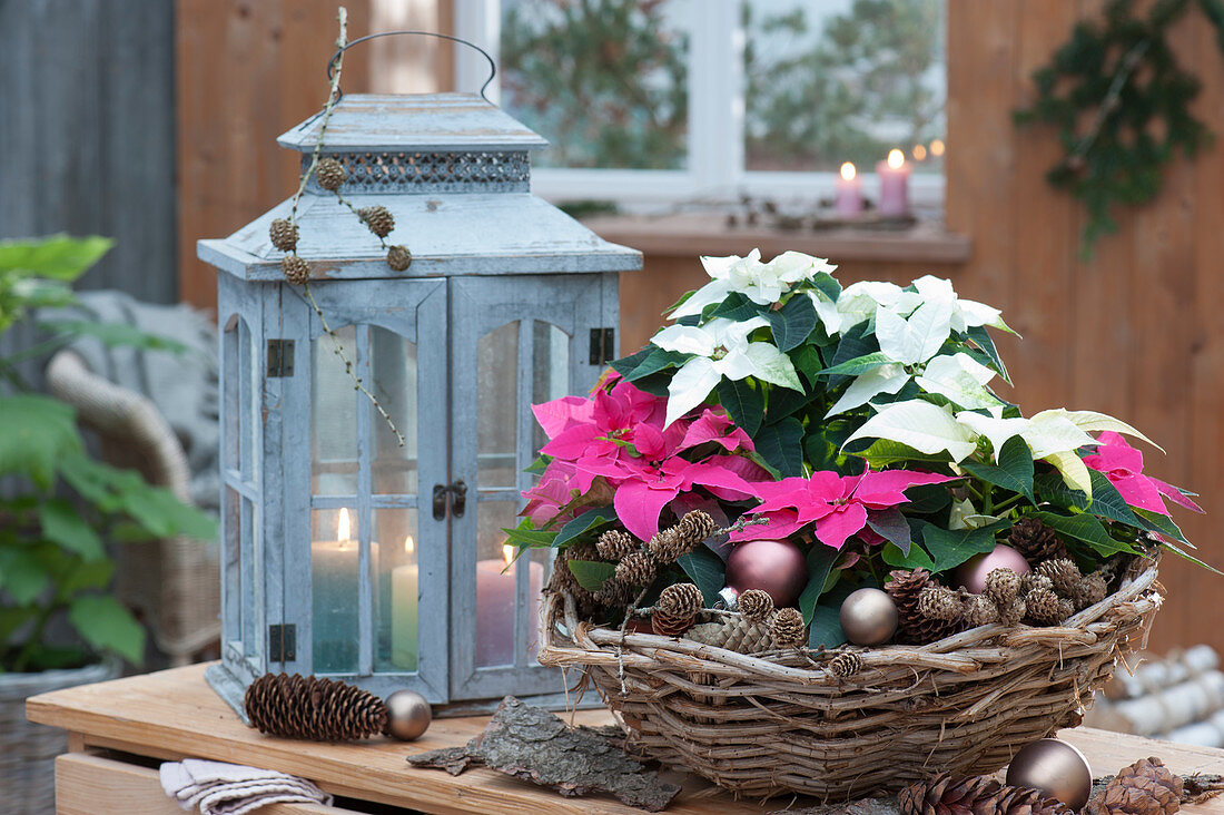 Weihnachtlich dekorierter Korb mit Weihnachtssternen Princettia 'Dark Pink' 'White', Christbaumkugeln und Lärchenzapfen