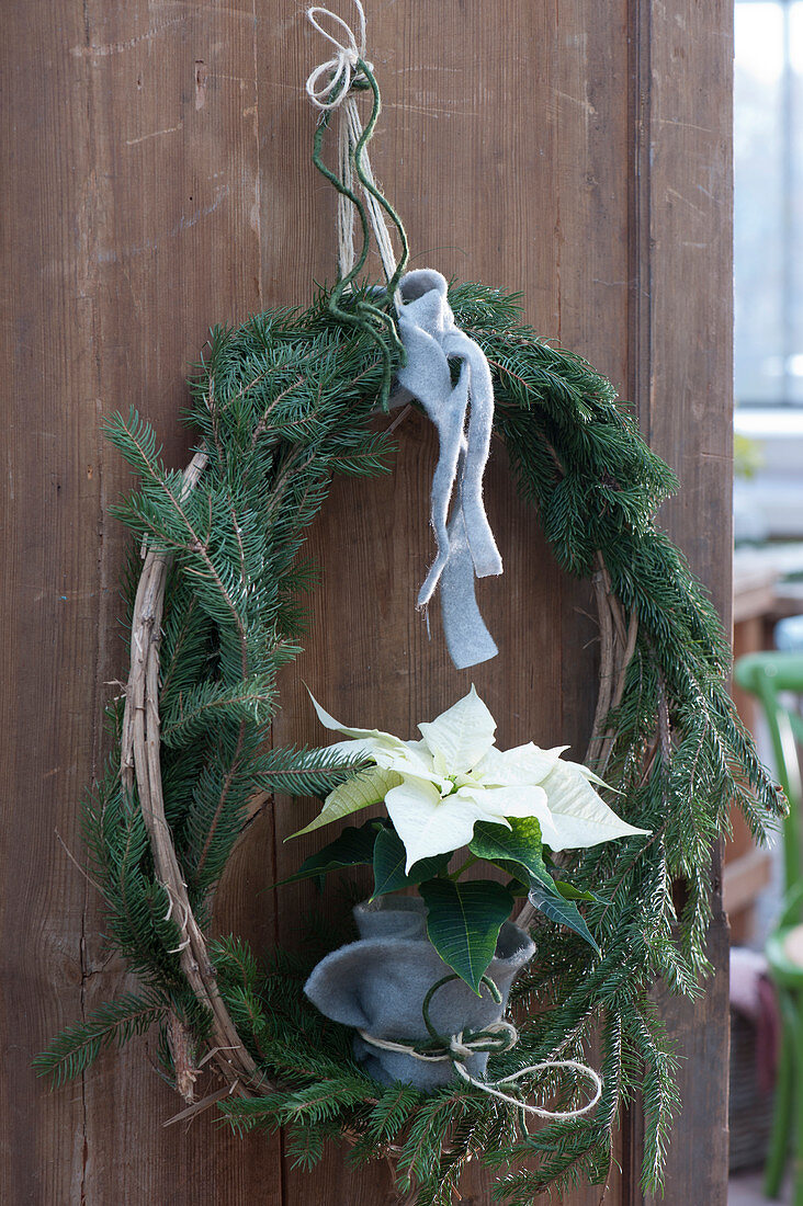 Door wreath made of spruce branches and clematis tendrils with white poinsettia wrapped in felt