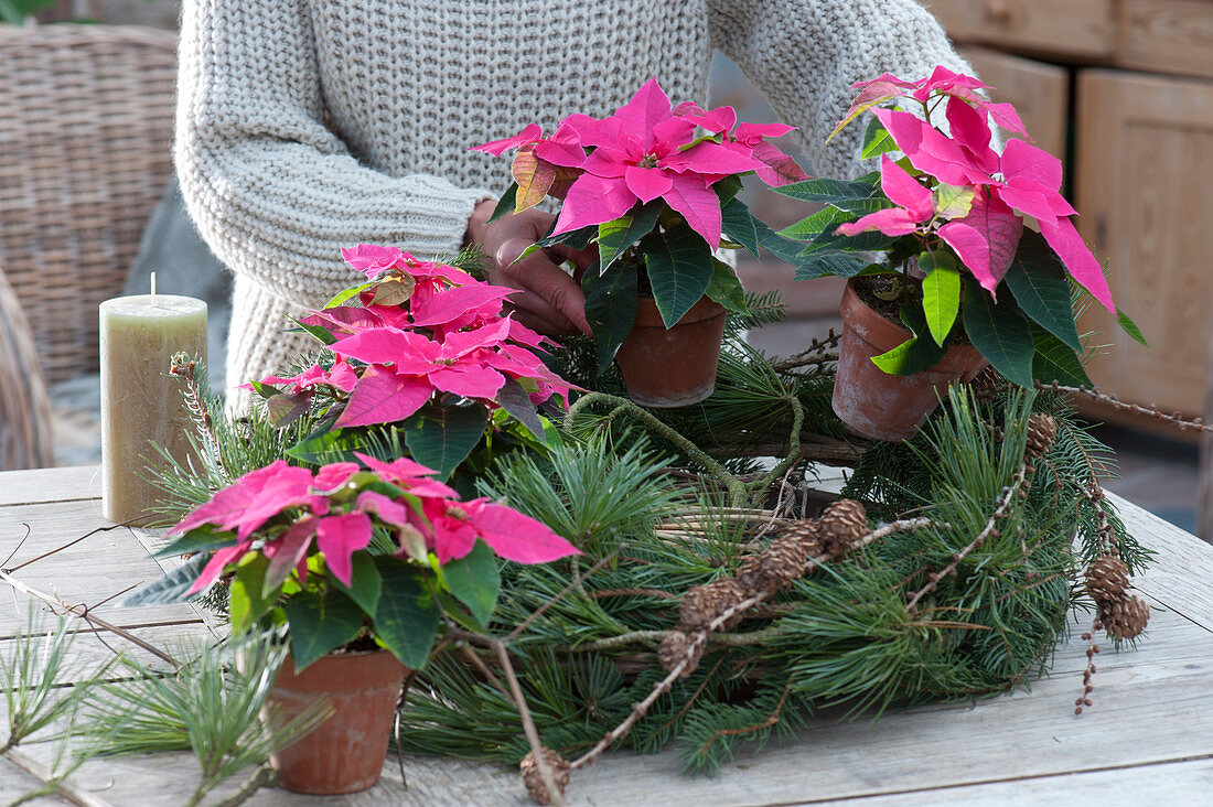 Wreath with poinsettias and conifer branches