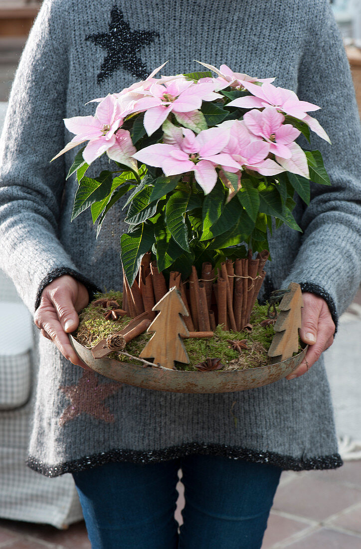 A woman brings Christmas decorations with poinsettia 'Princettia', wooden Christmas tree, cinnamon sticks, and moss