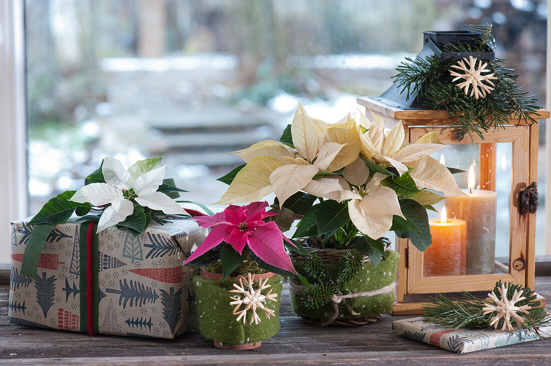 Poinsettias and wrapped presents next to a lantern at conservatory window