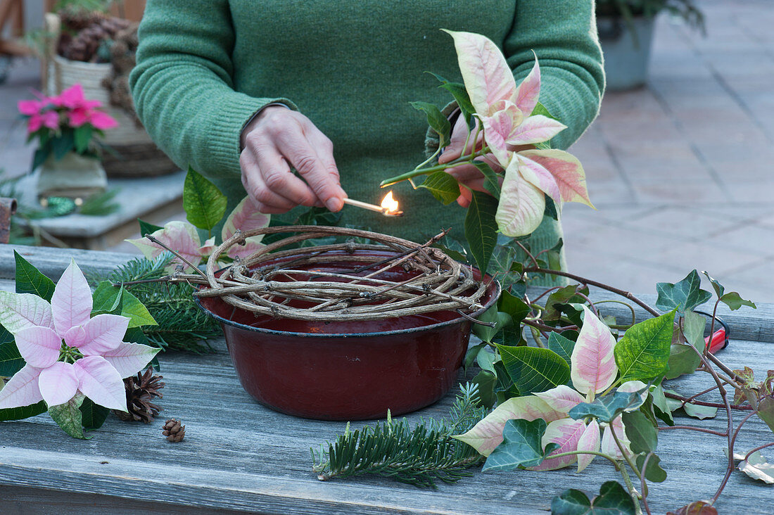 Woman making an arrangement of poinsettias, fir branches, and ivy vines in the conservatory window