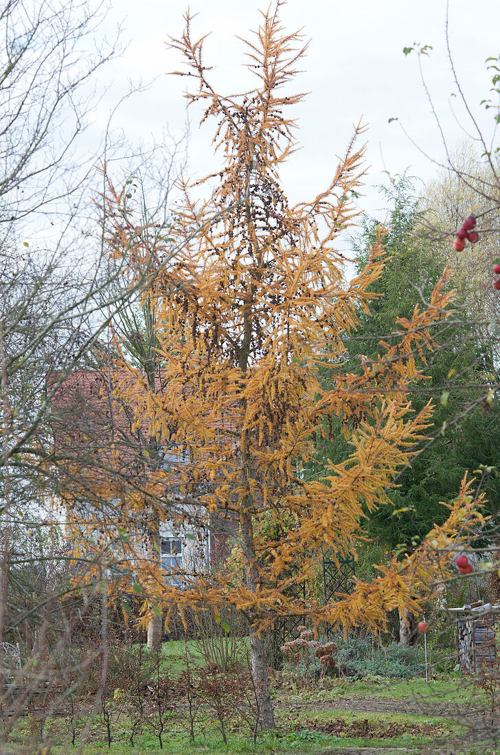 Europäische Lärche im Herbst mit gelben Nadeln