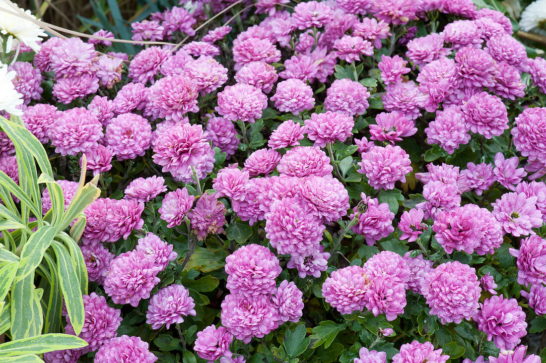 Pink autumn chrysanthemum in the flower bed