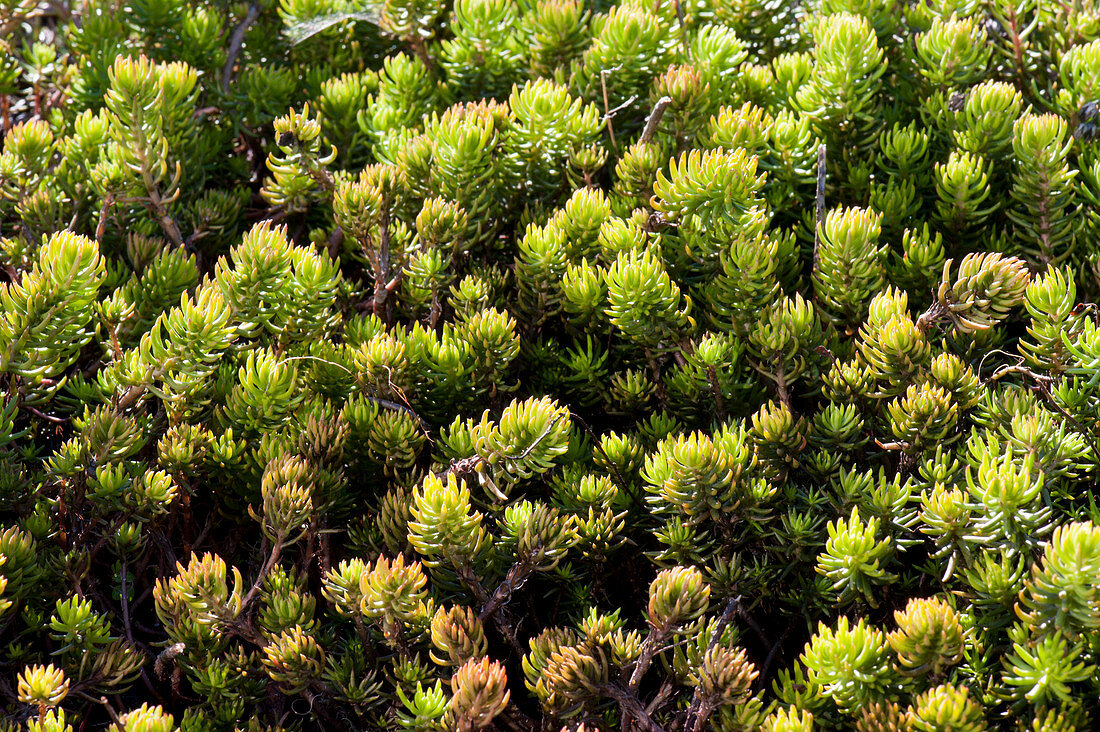 Sedum 'Yellow Cushion' also known as yellow stonecrop