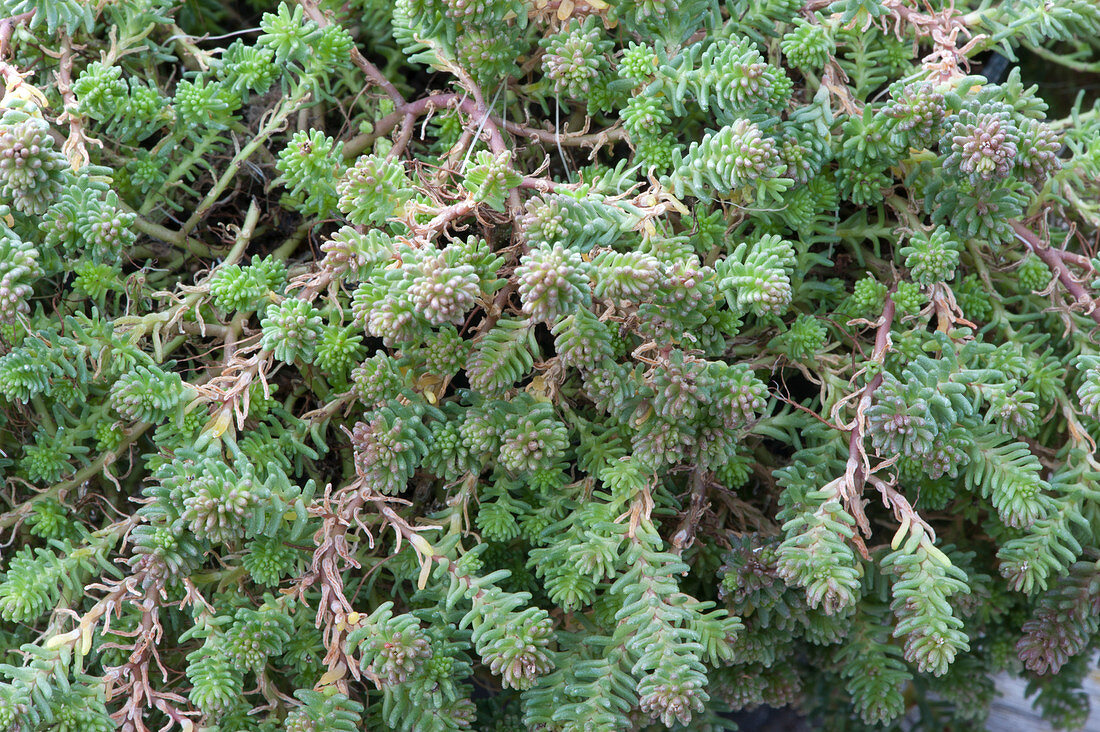 Sedum plant 'Blue Cushion'