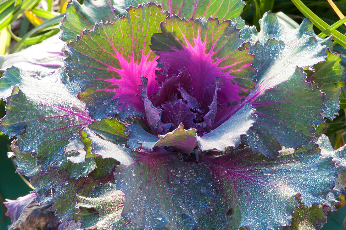 Ornamental cabbage with beautiful leaf markings