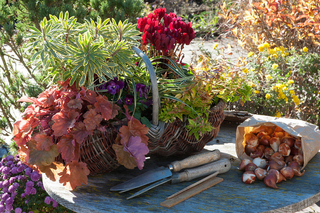 Basket with autumn plants: coral bells 'Amber Lady', milkweed 'Ascot Rainbow', cyclamen, Abelia 'Kaleidoscope', horned violet, and sedge 'Evercream'