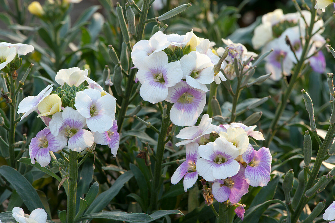 wallflowers 'Winter Charm' in summer with flowers and seeds