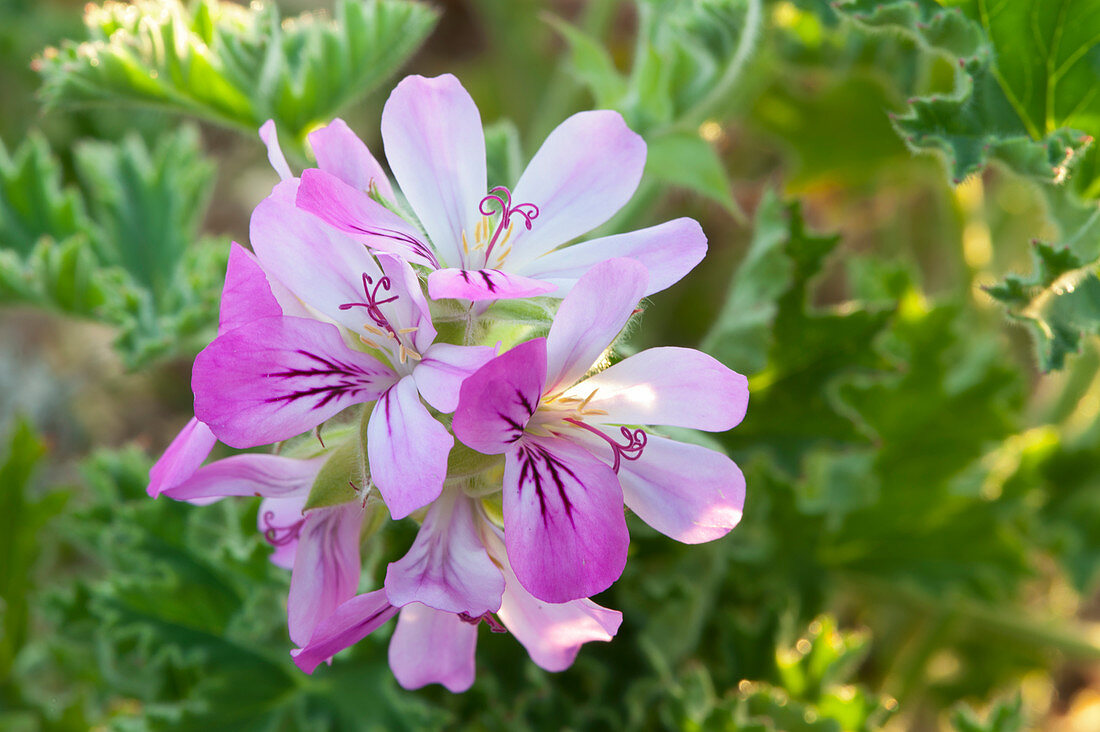 Flowers of fragrant geranium 'Pink Capitatum'