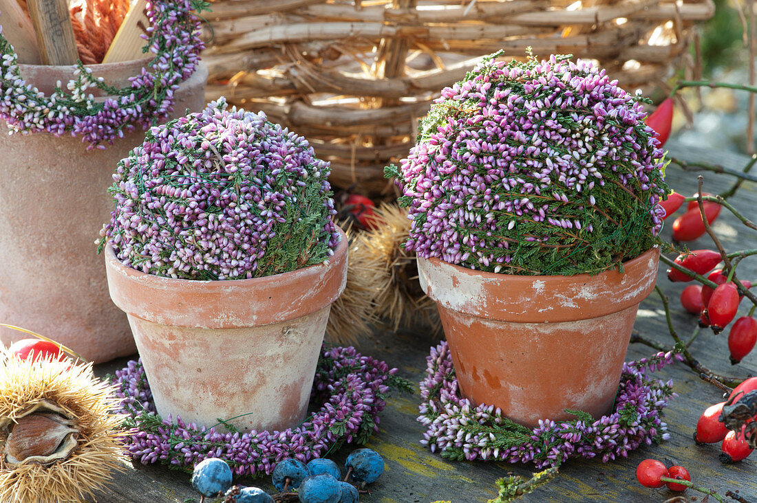 Wreaths and balls of bud heather in clay pots in hoarfrost, rose hips, sloes and chestnuts