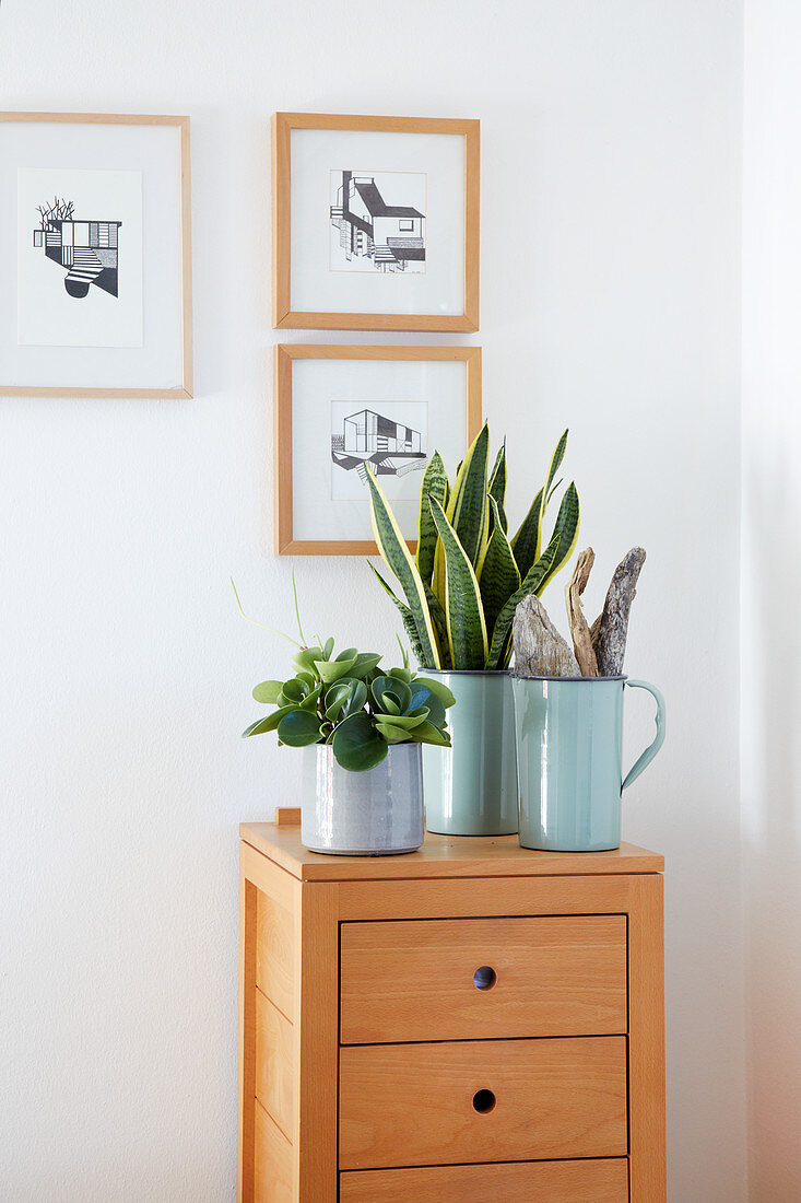 Chinese money plant and snake plant in enamelled planters