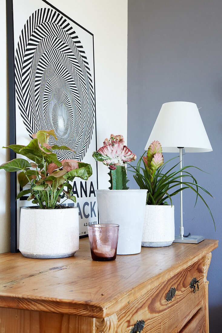 Arrowhead plant, crested elkhorn, and airplant on top of chest of drawers