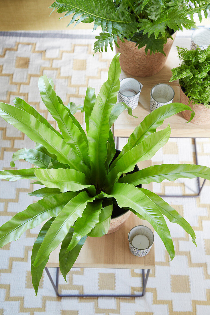 Bird's-nest fern seen from above