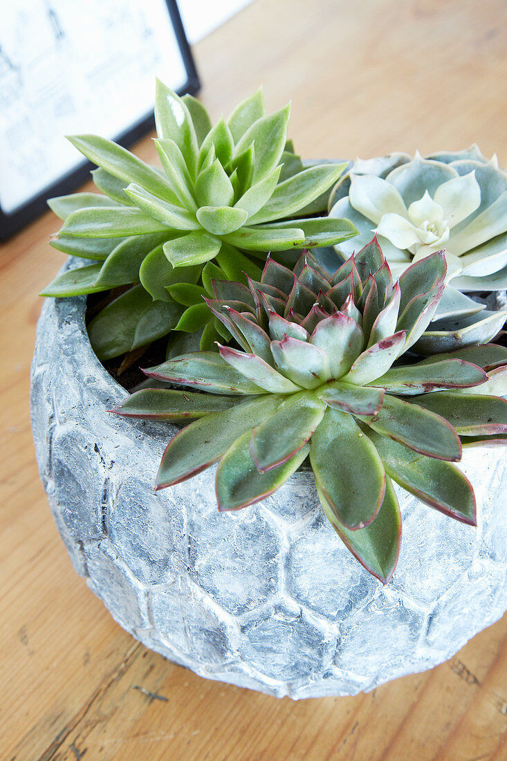 Echeverias in rounded pot