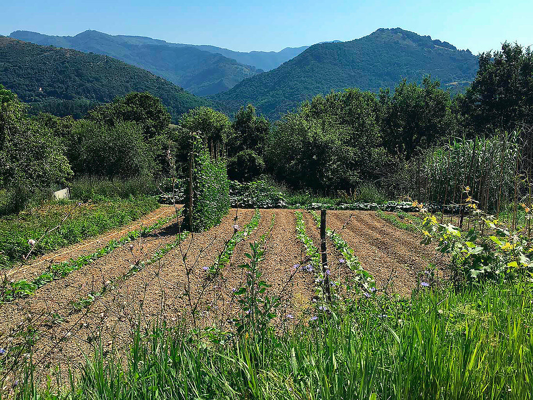 Gemüsebeet in ländlicher Gegend (Italien)