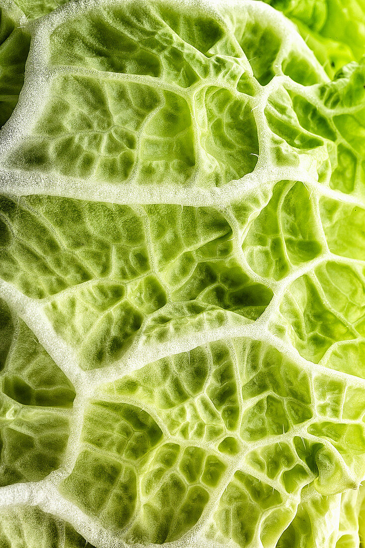 Chinese cabbage (close-up)