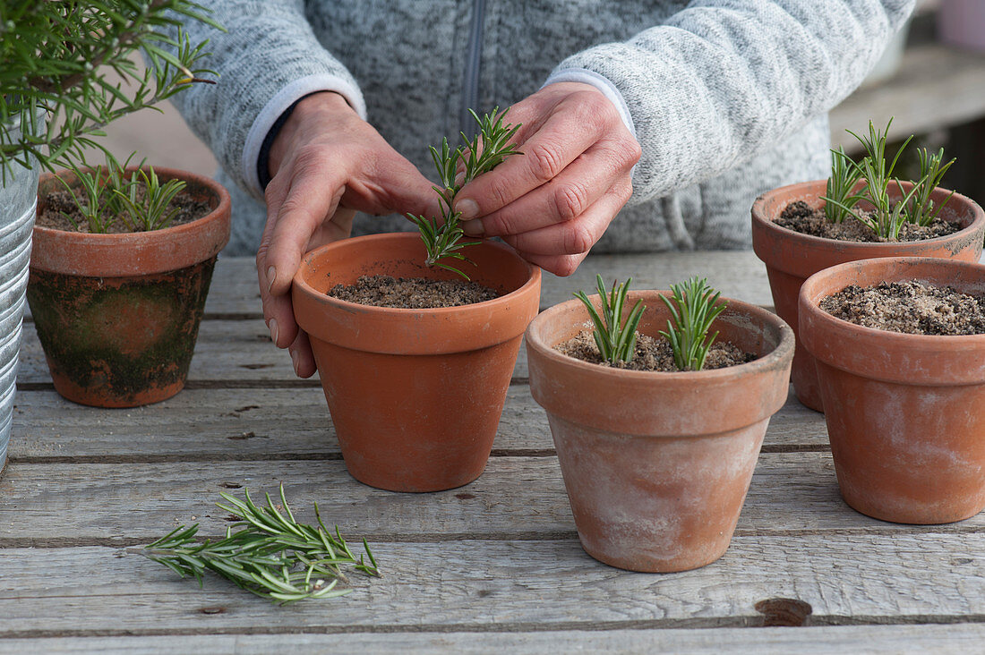 Woman puts rosemary cuttings in clay pots with sandy soil