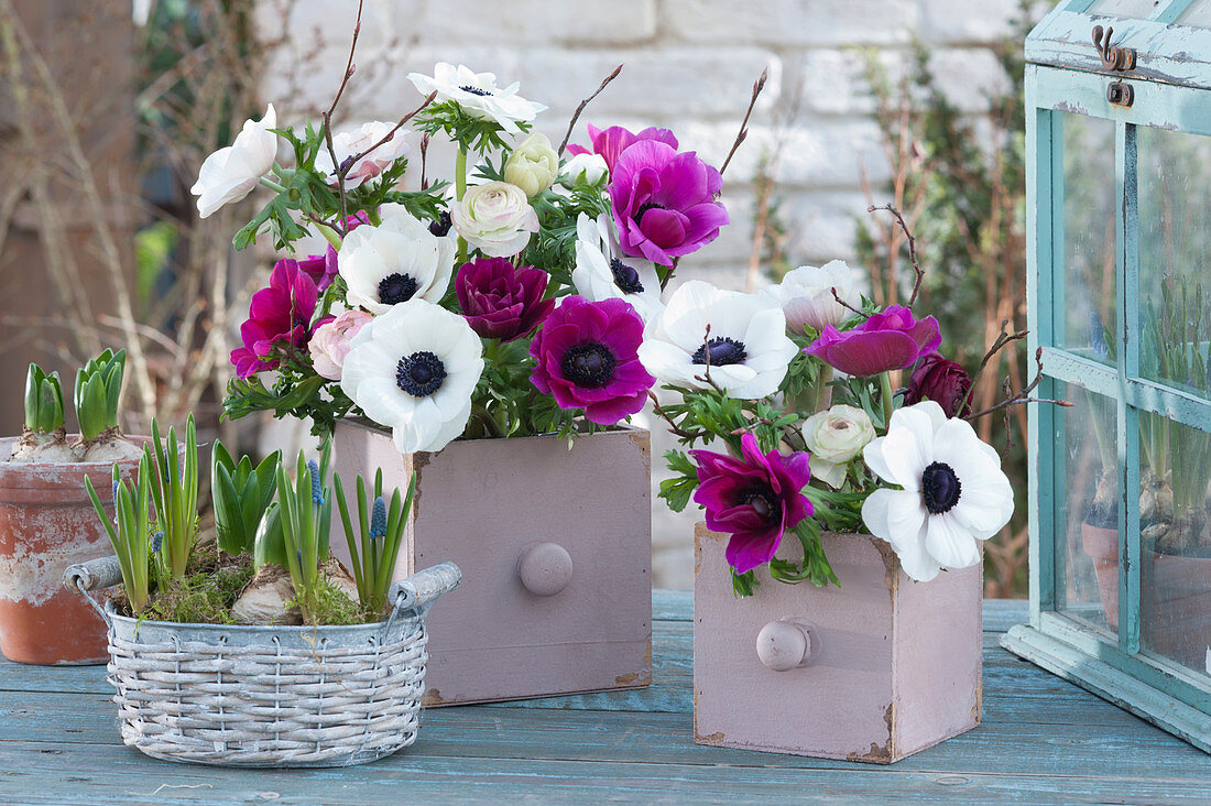 Spring bouquets of anemones and ranunculus in small drawers, baskets with grape hyacinths